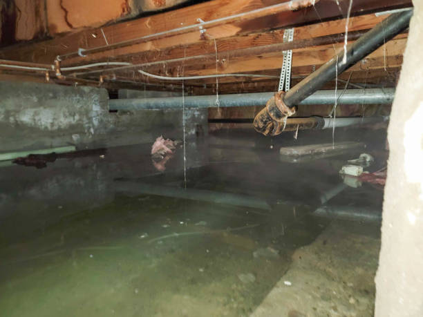 Best Water damage cleanup near me  in Nashwauk, MN